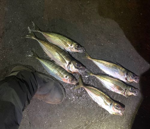 アジの釣果