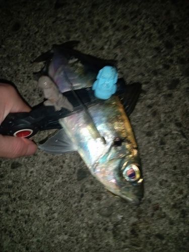 マアジの釣果
