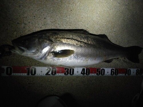 シーバスの釣果