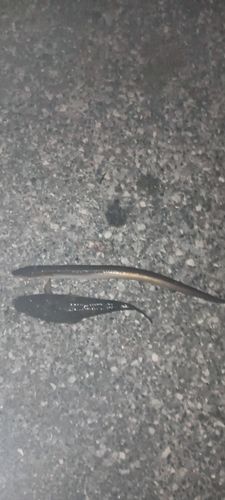 マアナゴの釣果