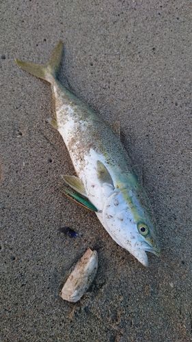 イナダの釣果