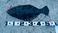 ヒラメの釣果