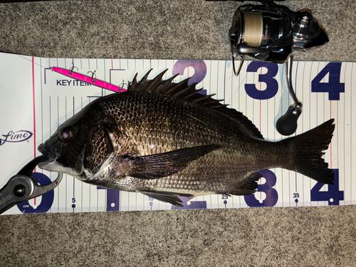 チヌの釣果