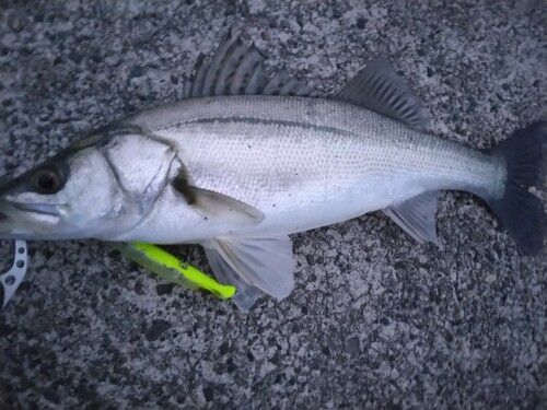 シーバスの釣果
