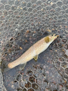 アメマスの釣果