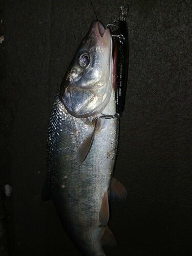 ウグイの釣果