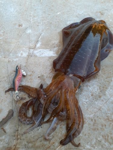 アオリイカの釣果