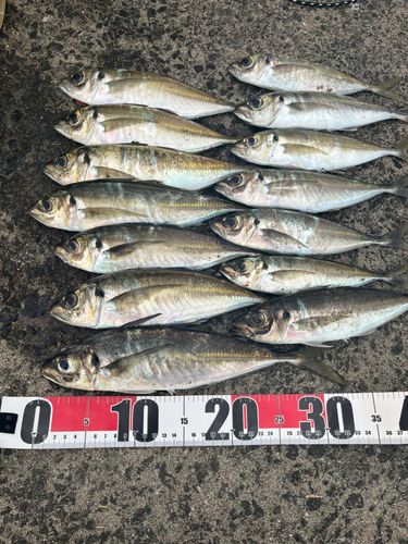 アジの釣果