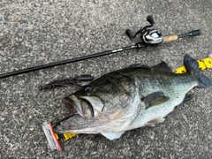 ラージマウスバスの釣果