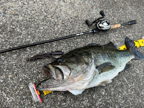ラージマウスバスの釣果