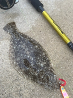 ソゲの釣果