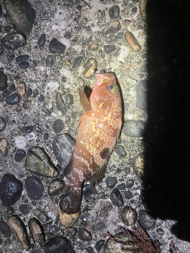 キジハタの釣果