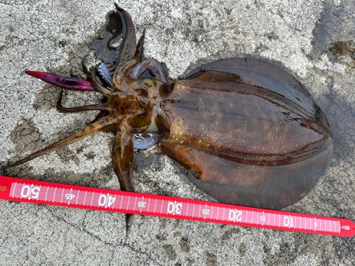 アオリイカの釣果