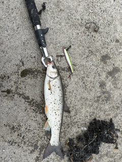 ウグイの釣果