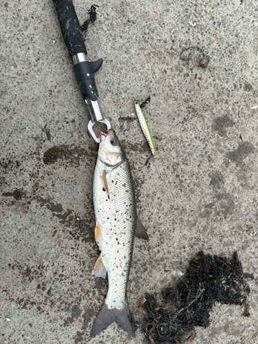 ウグイの釣果