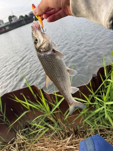 ニゴイの釣果