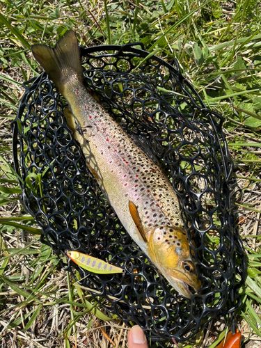ブラウントラウトの釣果