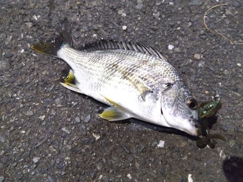 キビレの釣果