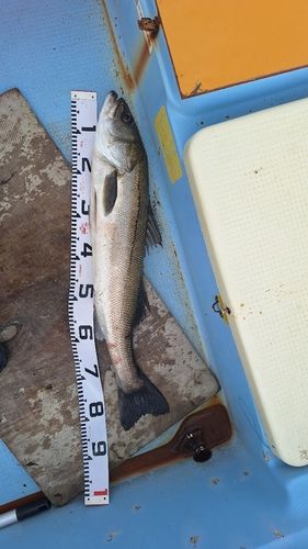 スズキの釣果