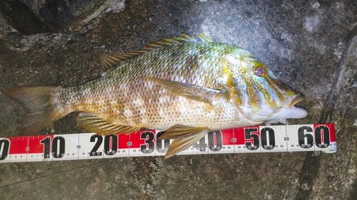 タマンの釣果