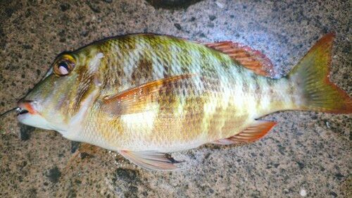 クチナジの釣果