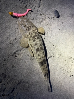 マゴチの釣果