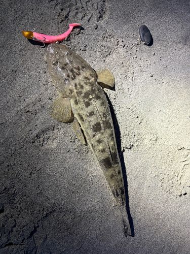マゴチの釣果