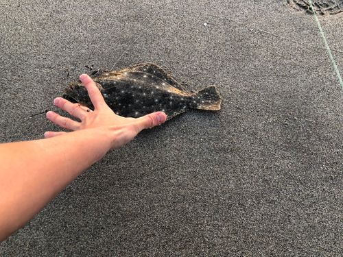 ソゲの釣果