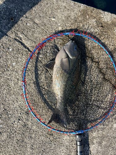 メジナの釣果
