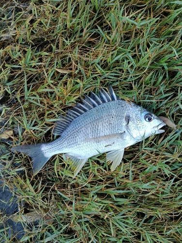 キビレの釣果
