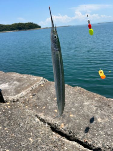 サヨリの釣果