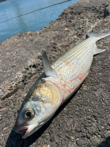ボラの釣果