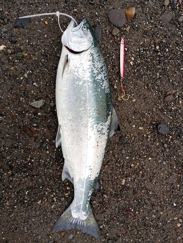 釣果