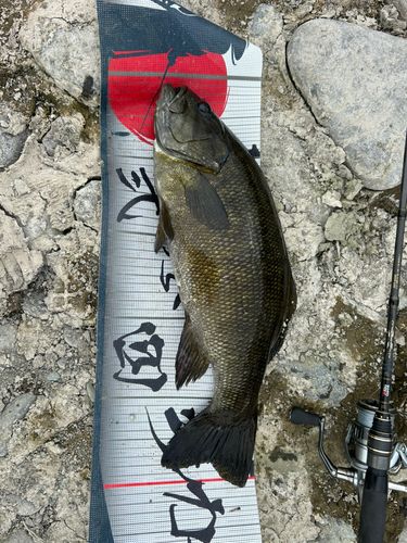 スモールマウスバスの釣果