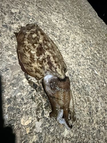 コウイカの釣果