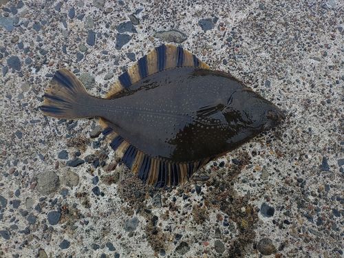 ヌマガレイの釣果