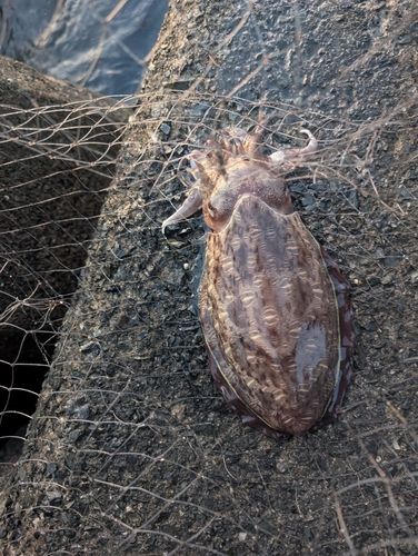 モンゴウイカの釣果