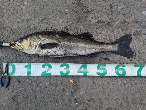 シーバスの釣果