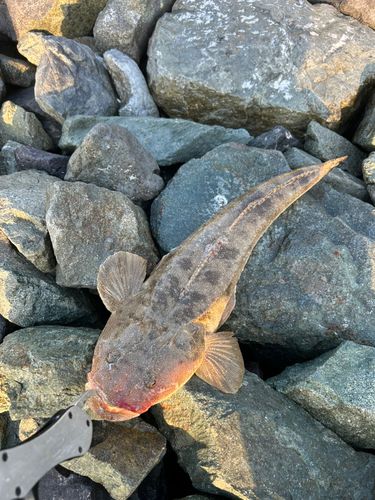 マゴチの釣果