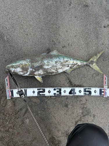 ワラサの釣果