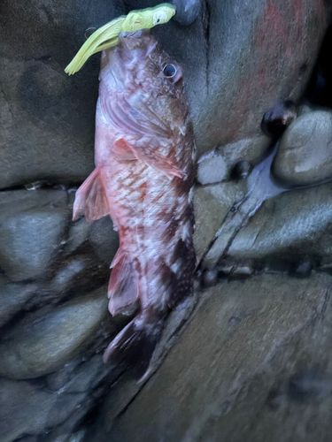ガシラの釣果
