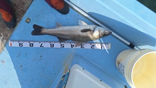 スズキの釣果