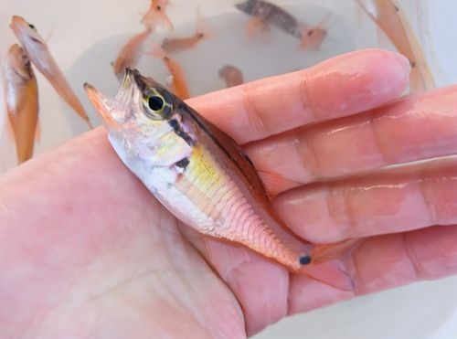 ネンブツダイの釣果