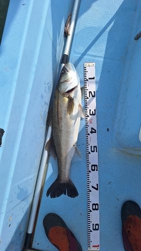スズキの釣果