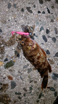 カサゴの釣果