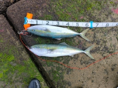 ワラサの釣果