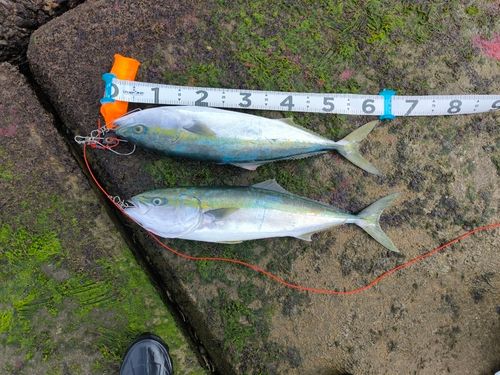 ワラサの釣果
