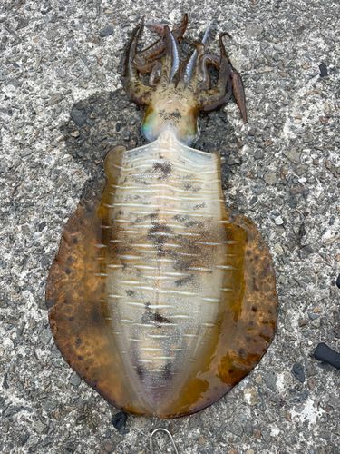 アオリイカの釣果