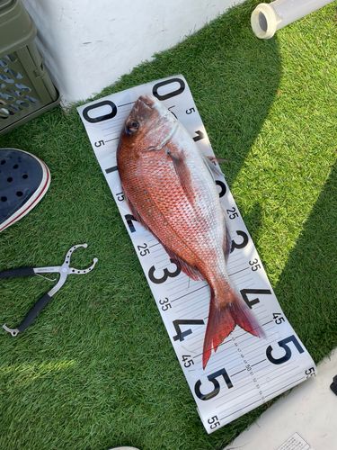マダイの釣果