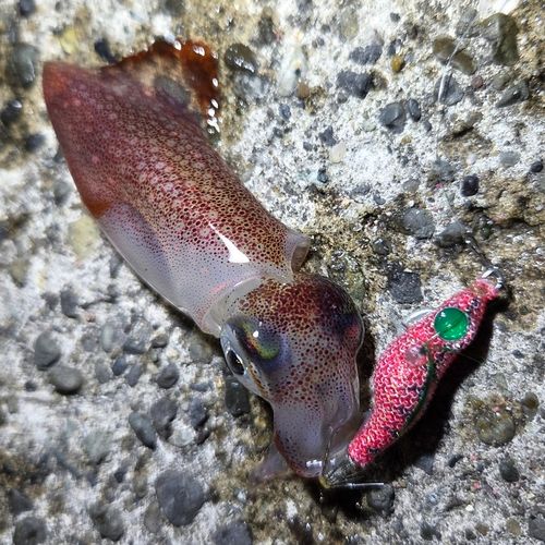 ケンサキイカの釣果